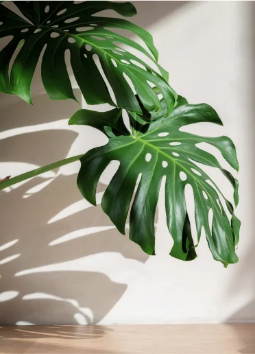 plantes à Cormeilles-en-Parisis dans le Val-d’Oise 95