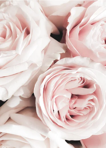 roses eternelles à Cormeilles-en-Parisis dans le Val-d’Oise 95