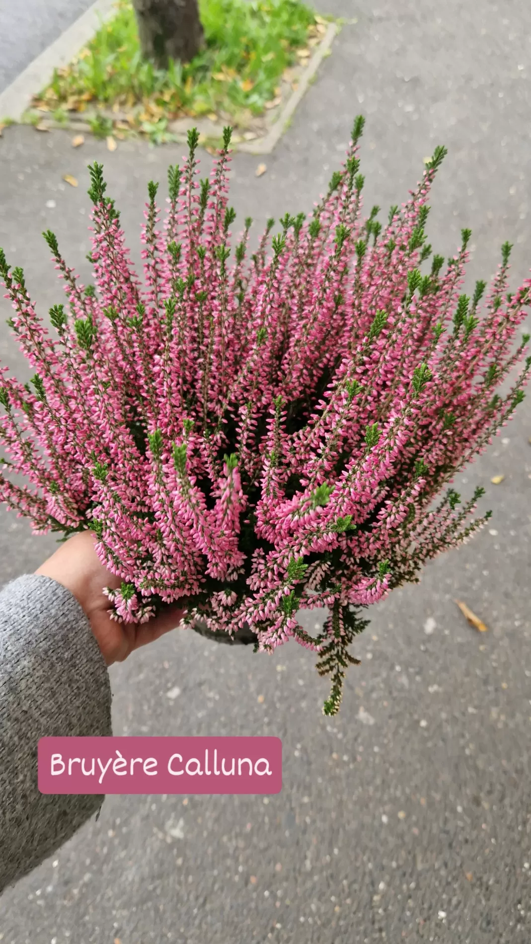 Bruyère calluna